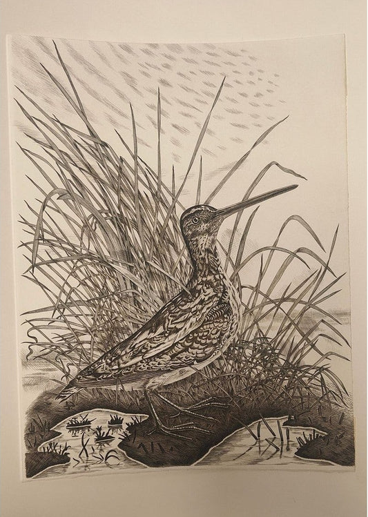 Image traitée - Bécassine des marais - Burin de Tavy Notton
